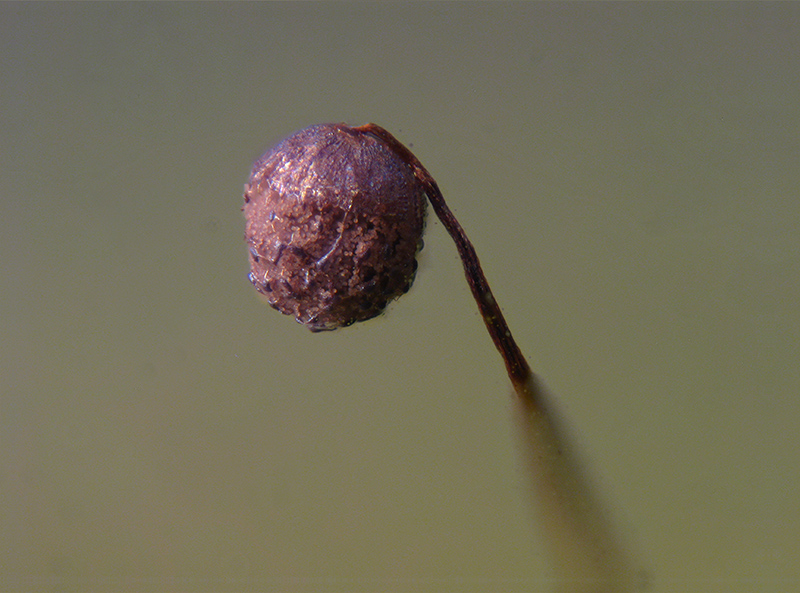 Cribraria languescens?